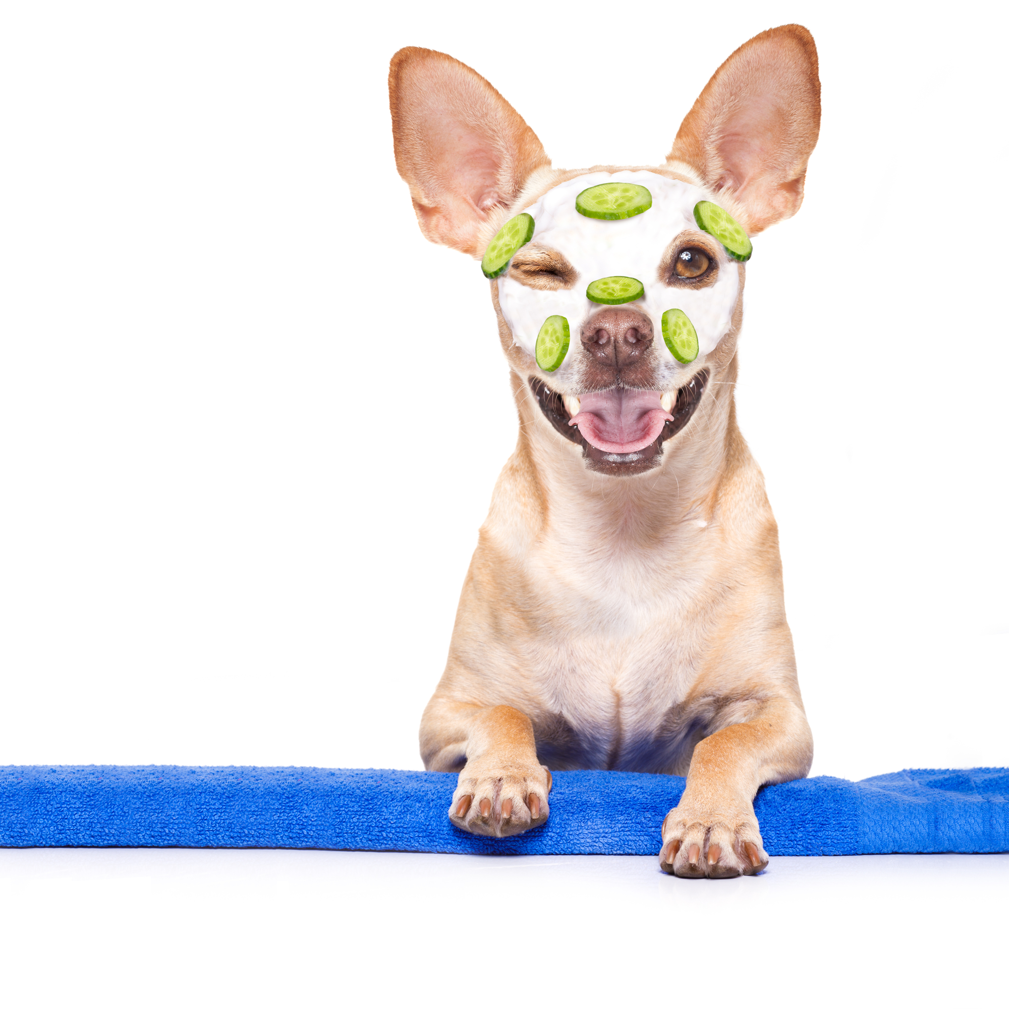 Pet Spa